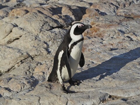A black and white penguin, spectacled penguin (Spheniscus demersus) stands on rocky ground in the sun, Boulders Beach, Simon's Town, Cape Town, South Africa