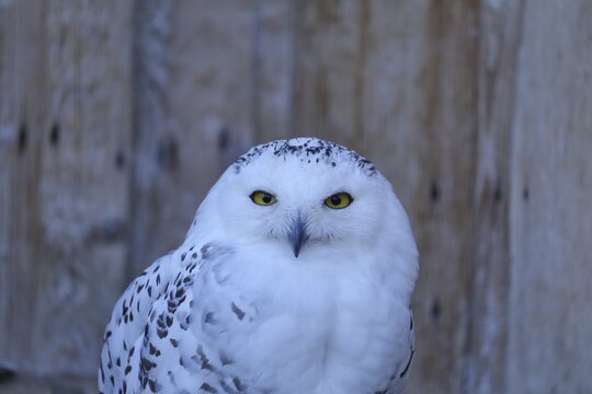 Snowy owl (Bubo scandiacus), animal portrait, captive, Hesse, Germany