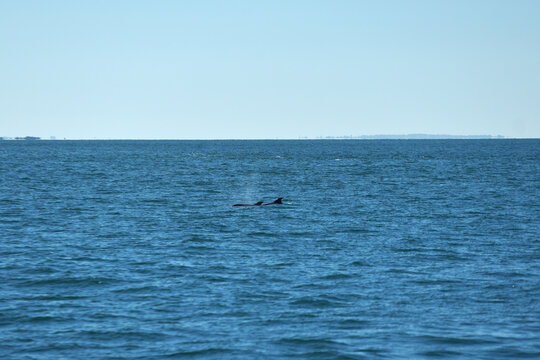 Dauphins