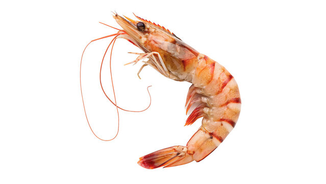 Single fresh raw tiger shrimp prawn seafood isolated on transparent background.
