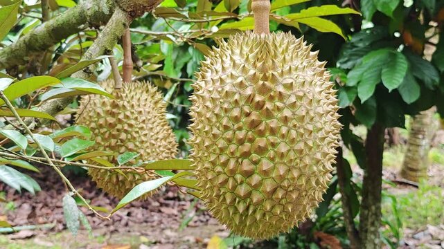 Beautiful durian fruit hanging on a branch