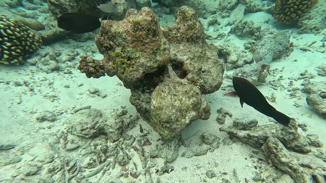 Parrotfish grazing on coral reef in clear tropical water, Baa Atoll, Maldives