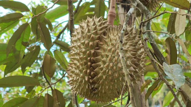 Monthong durian hanging on tree