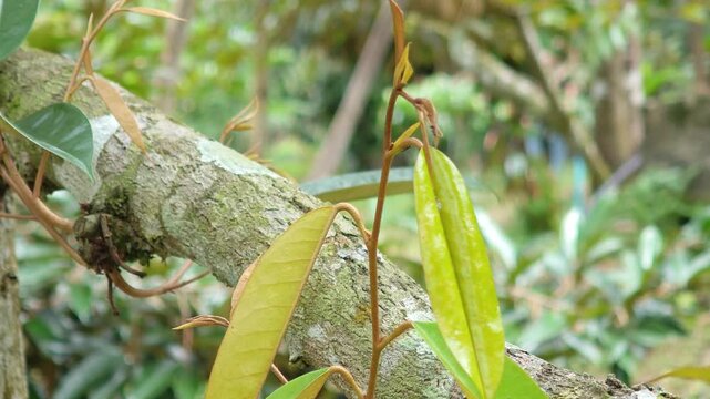 Young durian leaves with black ants