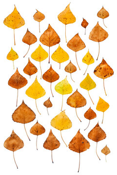 Collection of colorful autumn leaves in different shapes arranged as a flat lay pattern isolated on transparent background for seasonal design