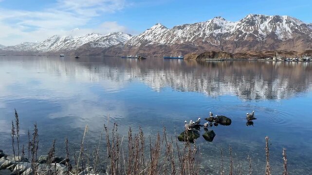 Panning shot of Captain's Bay reflecting snow-capped mountains with emperor geese sitting on rocky shorelines, Unalaska Island.