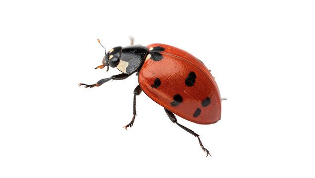Small red ladybug insect crawling on surface isolated on transparent background.