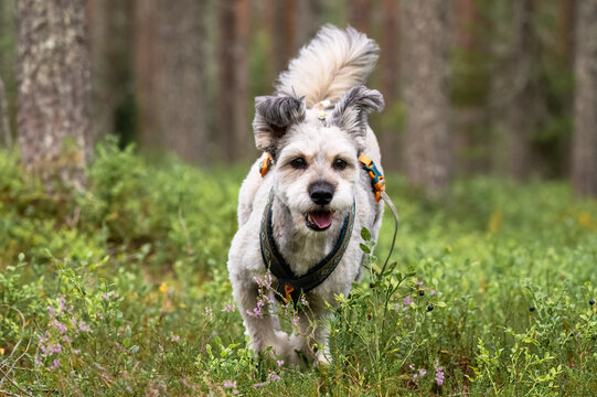 Happy dog wearing harness standing in lush green forest during outdoor summer walk in nature