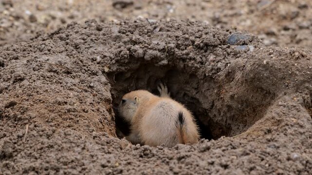 The black-tailed prairie dogs (Cynomys ludovicianus) playing and fixing the burrow entry, rodents in the family Sciuridae, native region: North America.