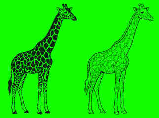 Obraz premium Two giraffes silhouetted against a bright green background, one solid black, one outlined in black, representing wildlife and nature.