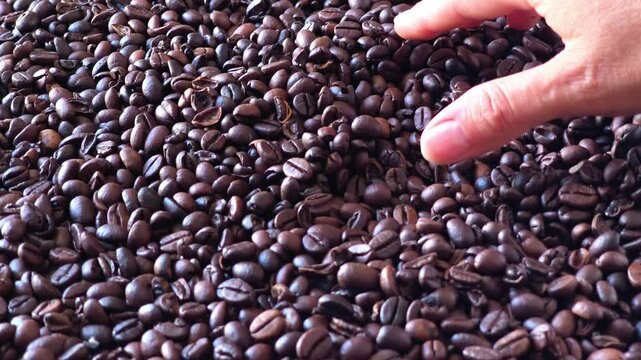 Close up of a human hand holding a handful of freshly roasted brown coffee beans over a full background of aromatic coffee beans.
