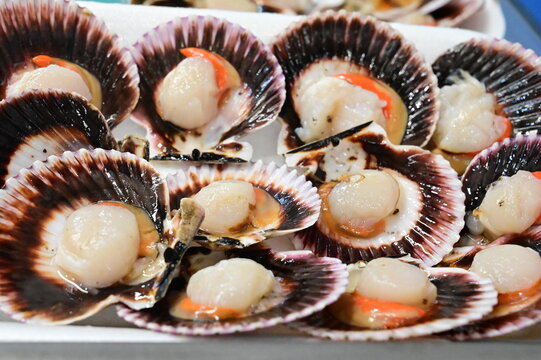 Fresh seafood display at a market featuring scallops in shells