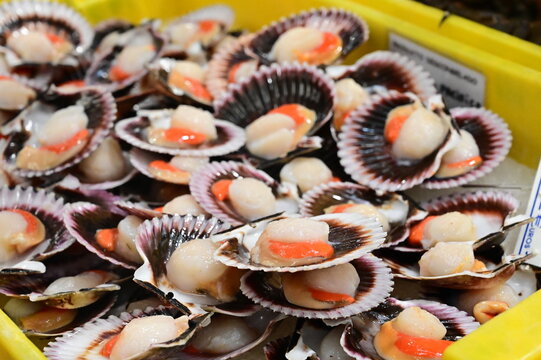 Fresh seafood display at a market featuring scallops in shells