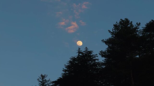 4K shot of moon above the Pine tree forest during the sunset as seen from Manali in Himachal Pradesh, India during the winter season. Scenic background of moon above the Pine forest with blue sky.