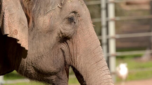 Close Up Profile of an Asian Elephant in Sunny Outdoor Enclosure