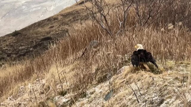 Wildlife b-roll of a wild bald eagle perched on a brushy winter bank looking out over a terrain.