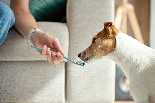 Dog sniffing toothbrush before teeth brushing at home