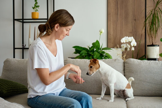 Woman giving a treat to a Jack Russell terrier dog sitting on the sofa at home