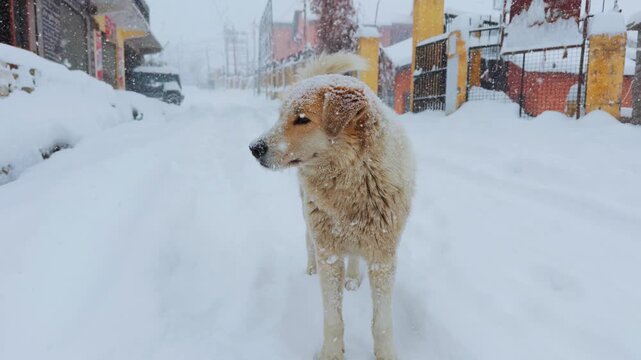 4K shot of a cute street dog standing on a road during the snowfall in winter season at streets of Keylong in Lahaul and Spiti district, Himachal Pradesh, India. Street dog enjoying snowfall in winter