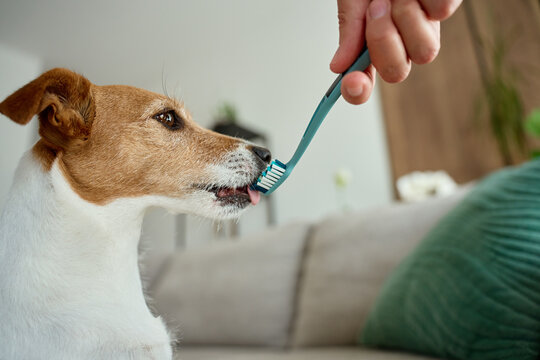 Jack Russell terrier dog smelling toothbrush held by owner at home