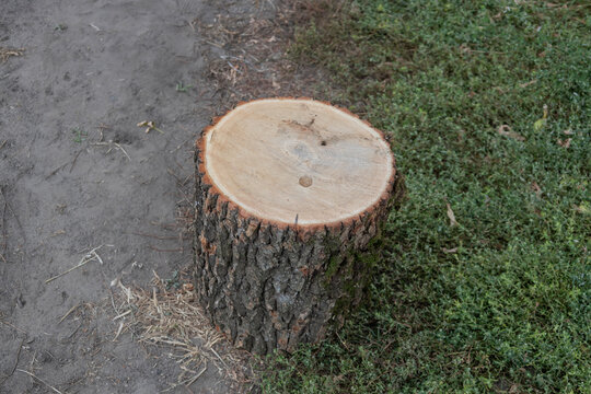 Vertical shot of a freshly cut tree stump. Rough brown bark texture on the side, smooth light wood surface on top. Positioned outdoors, dividing a dry dirt path and lush green ground cover.