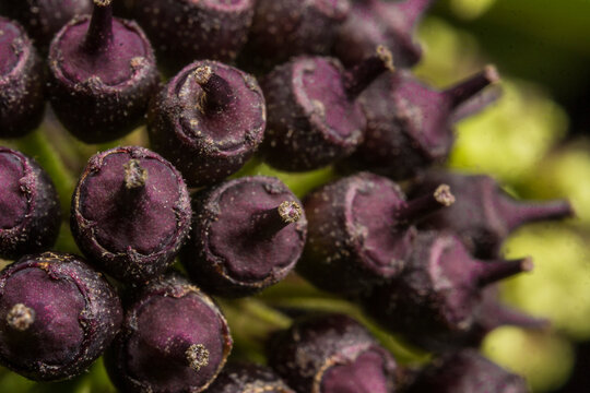 Macro close-up of Eleutherococcus senticosus black berries cluster, detailed drupe texture