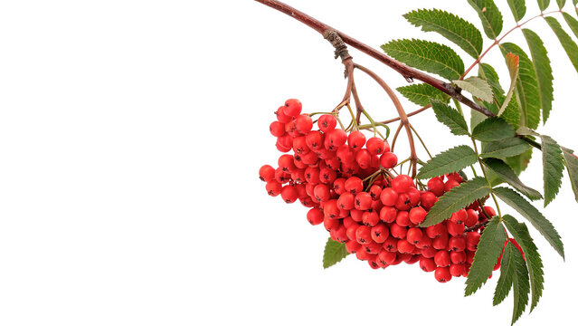 Branch of fresh red rowan berries with green leaves isolated on transparent background.