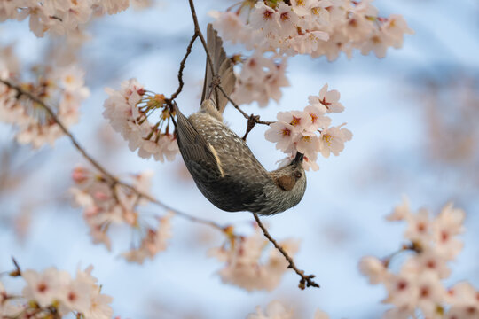 満開の桜の枝に止まる野生のヒヨドリ。春の訪れや日本の四季、お花見をテーマにした広告に最適な写真