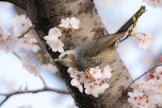満開の桜の枝に止まる野生のヒヨドリ。春の訪れや日本の四季、お花見をテーマにした広告に最適な写真