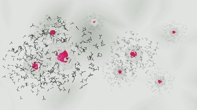 抗体を産生する形質細胞のイメージ