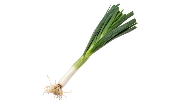 Single fresh organic green spring onion scallion isolated on transparent background.