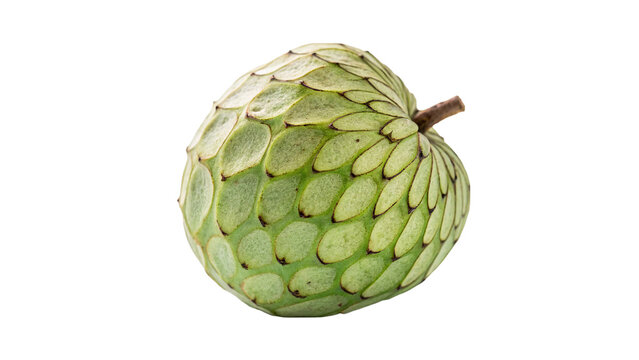 Whole fresh exotic sweet green sugar apple fruit isolated on transparent background.