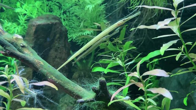 Freshwater pipefish swimming gracefully in a lush green planted aquarium tank with live aquatic vegetation and driftwood, real-time video.