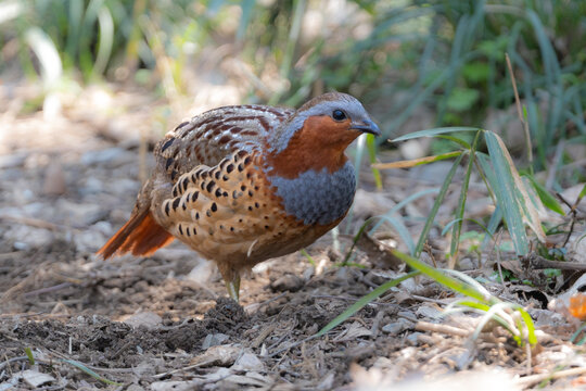 丸いフォルムがかわいい身近な野鳥コジュケイ。愛らしい動物コラムや日常のいやし広告に最適な写真素材