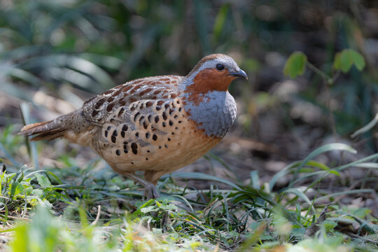 丸いフォルムがかわいい身近な野鳥コジュケイ。愛らしい動物コラムや日常のいやし広告に最適な写真素材