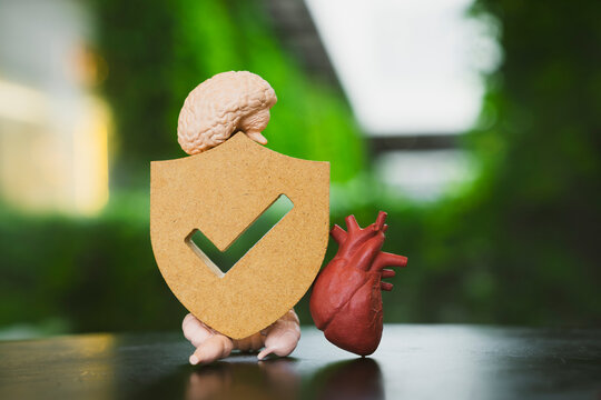 Mental and cardiovascular health insurance concept with wooden shield with checkmark between anatomical brain and red heart models on table for vital organ protection and medical checkup.