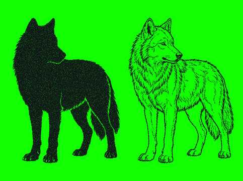 Wolf stipple illustration set features detailed black silhouette and contour line art of standing wild predator on bright green background.