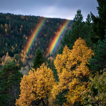 An exquisite and picturesque depiction of twin spiral rainbows over a picturesque autumn forest landscape with vibrant foliage colors, soft natural lighting,