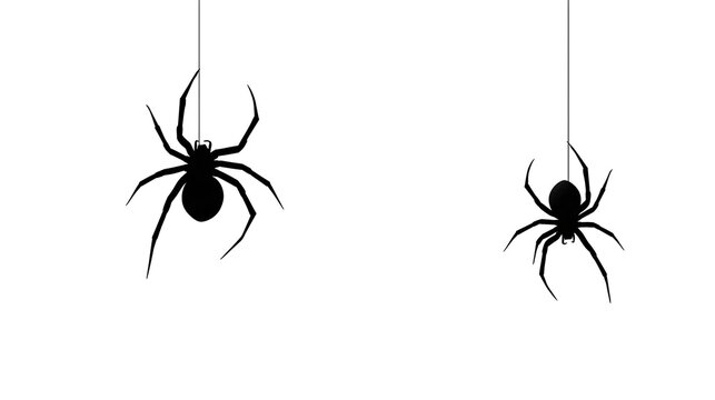 Two black spiders hanging from thin silk threads