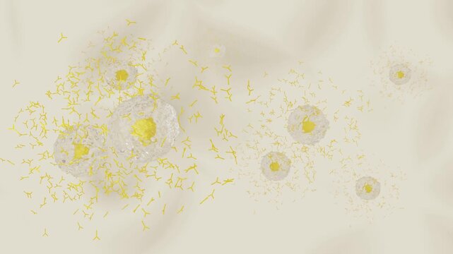 抗体を産生する形質細胞のイメージ