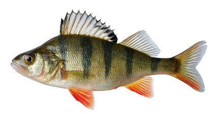 Obraz premium European perch fish with striped green body and orange fins