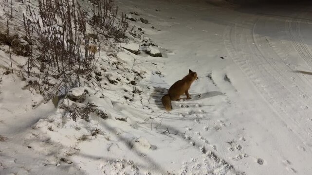 Low angle shot of a wild red fox sitting on a snow covered road shoulder looking over its shoulder.