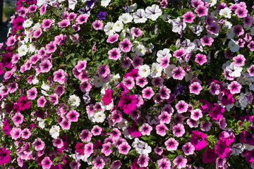 Fototapeta premium Fläche mit blühenden Petunien (Petunia), Hintergrundbild