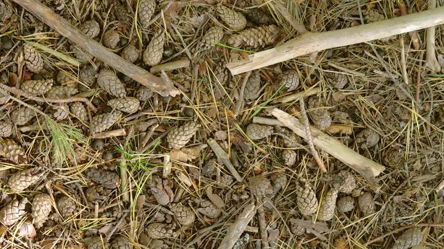 Overhead forest floor with dense carpet of small pine cones twigs and needles under changing sunlight patch