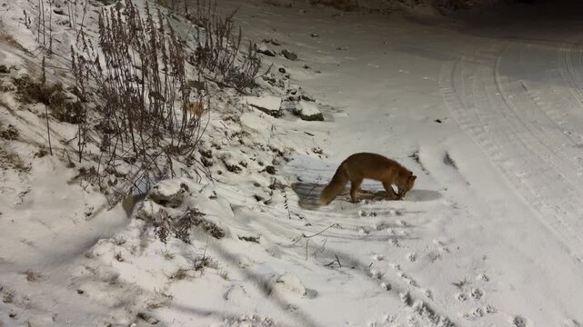 Wide shot of a lone red fox eating food on a snow covered ground at night.