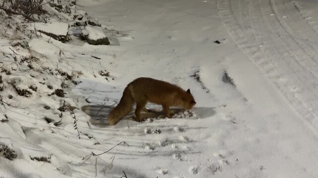 Hand-held shot focusing on a wild red fox digging and eating scraps on a snow lined road shoulder.