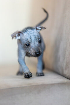 Xoloitzcuintli Xolo Mexican Hairless Dog puppy standing indoors, soft neutral background