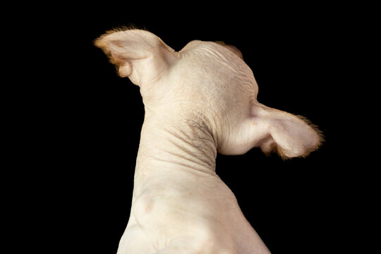 rear view of hairless Xoloitzcuintli Xolo puppy showing skin texture and ears against a solid black background