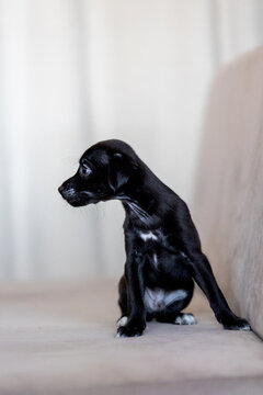 black coated Xoloitzcuintli Xolo puppy sits on sofa looking side profile indoors