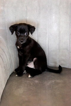 Xoloitzcuintli coated Mexican Hairless Dog puppy with soft black fur, sitting